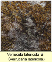 Verrucula latericola (Verrucaria latericola)
