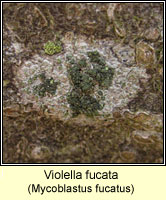 Violella fucata, Mycoblastus fucatus