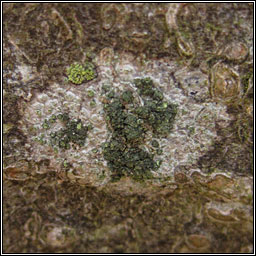 Violella fucata (Mycoblastus fucatus)