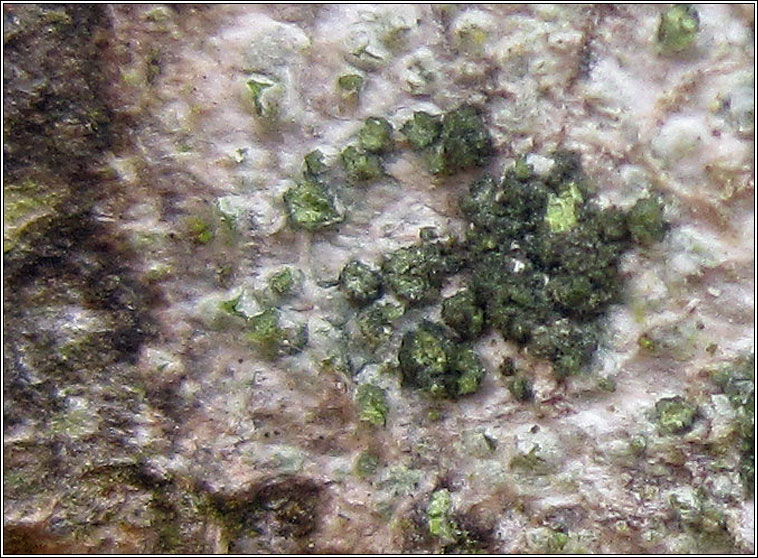 Violella fucata (Mycoblastus fucatus)