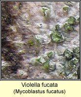 Violella fucata, Mycoblastus fucatus
