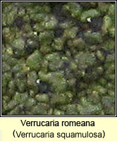 Verrucaria romeana (Verrucaria squamulosa)