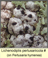 Lichenodiplis pertusariicola, Laeviomyces