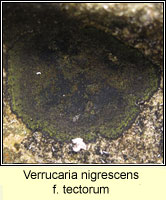 Verrucaria nigrescens f tectorum