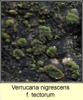 Verrucaria nigrescens f tectorum