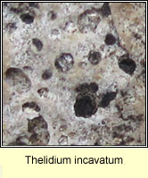 Thelidium incavatum