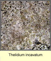 Thelidium incavatum