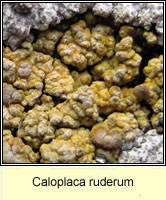 Caloplaca ruderum