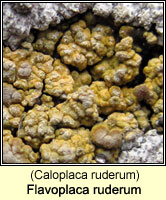 Flavoplaca ruderum (Caloplaca ruderum)