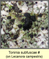 Toninia subfuscae