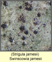 Swinscowia jamesii (Strigula jamesii)