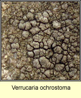 Verrucaria ochrostoma