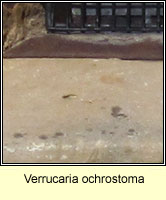 Verrucaria ochrostoma