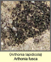 Arthonia lapidicola