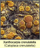 Xanthocarpia crenulatella (Caloplaca crenulatella)