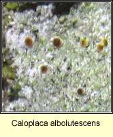 Caloplaca albolutescens