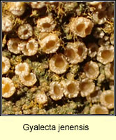 Gyalecta jenensis