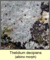 Thelidium decipiens (albino morph)