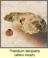 Thelidium decipiens (albino morph)