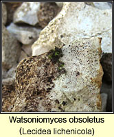 Watsoniomyces obsoletus (Lecidea lichenicola)
