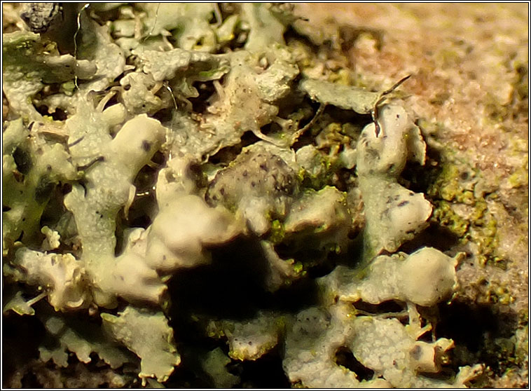 Lichenochora galligena