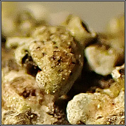 Lichenochora aipoliae