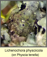 Lichenochora physciicola
