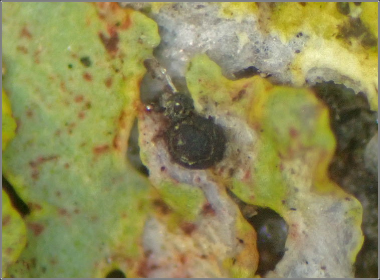Licea parasitica, lichenicolous myxomycete