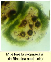 Muellerella pygmaea, in Rinodina