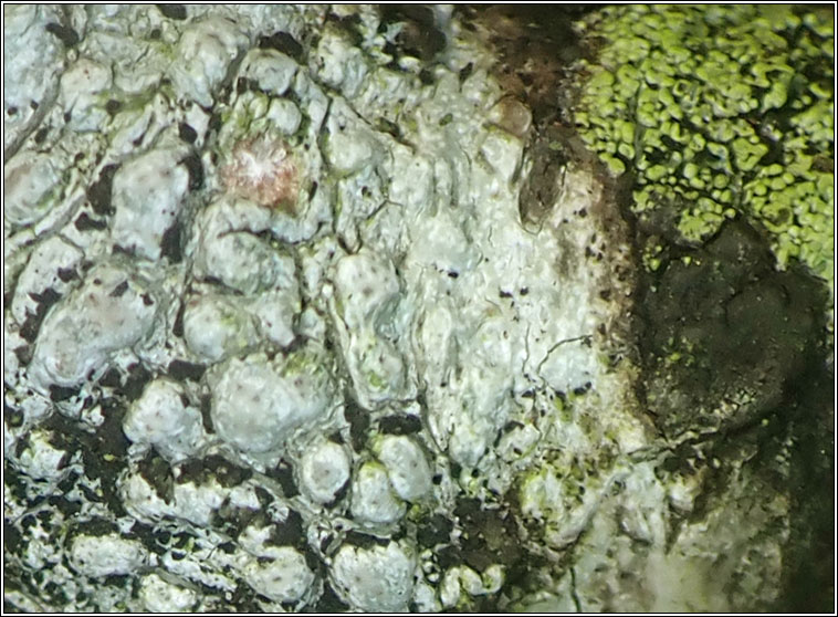 Lichenostigma maureri