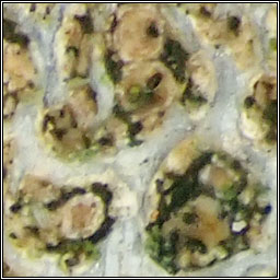 Lichenostigma chlaroterae