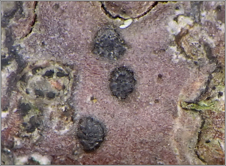 Tomasellia gelatinosa