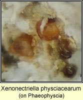 Xenonectriella physciacearum, on Phaeophyscia