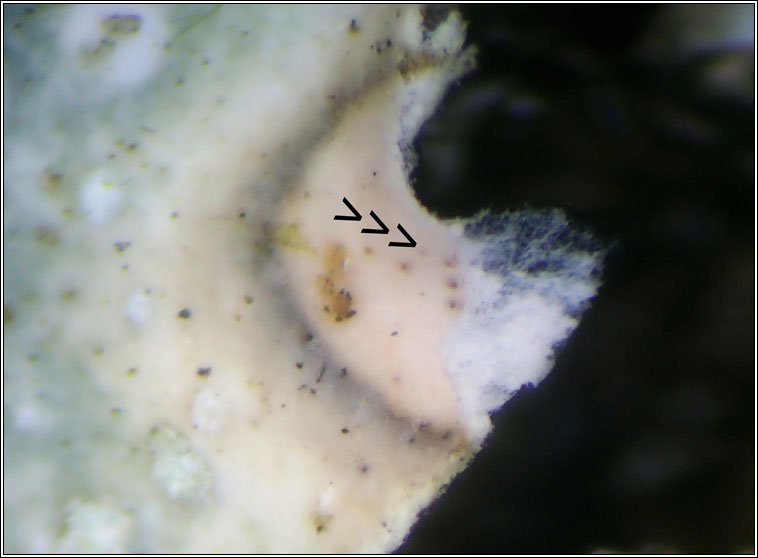 Microcera physciae
