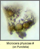 Microcera physciae, on Punctelia