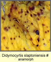 Didymocyrtis slaptoniensis (anamorph)