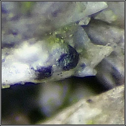 Didymocyrtis ramalinae (teleomorph)