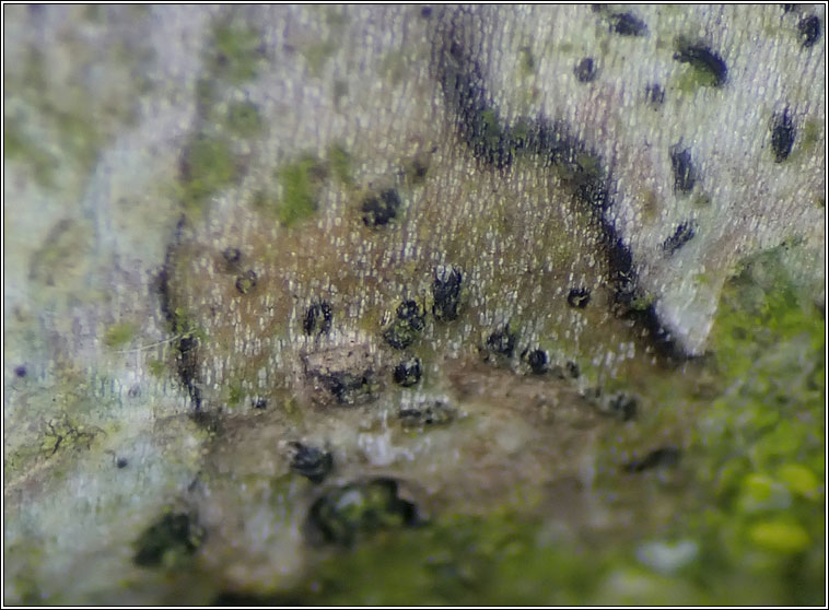 Alyxoria viridipruinosa, Opegrapha viridipruinosa