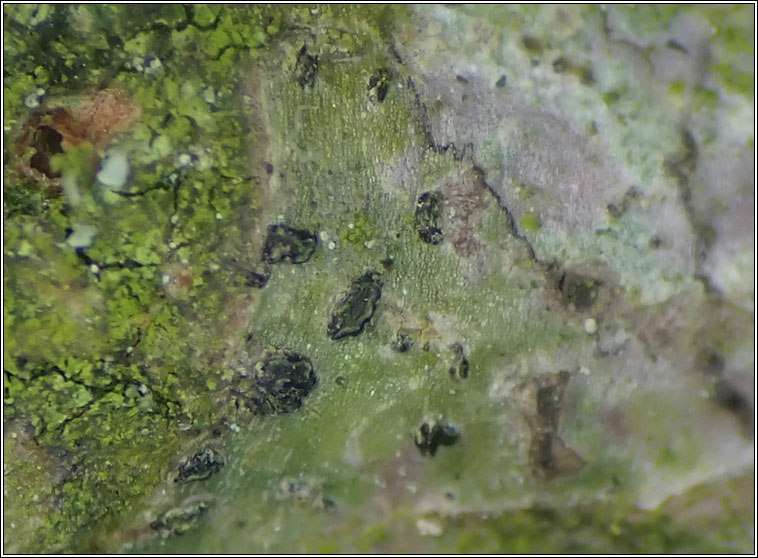 Alyxoria viridipruinosa, Opegrapha viridipruinosa