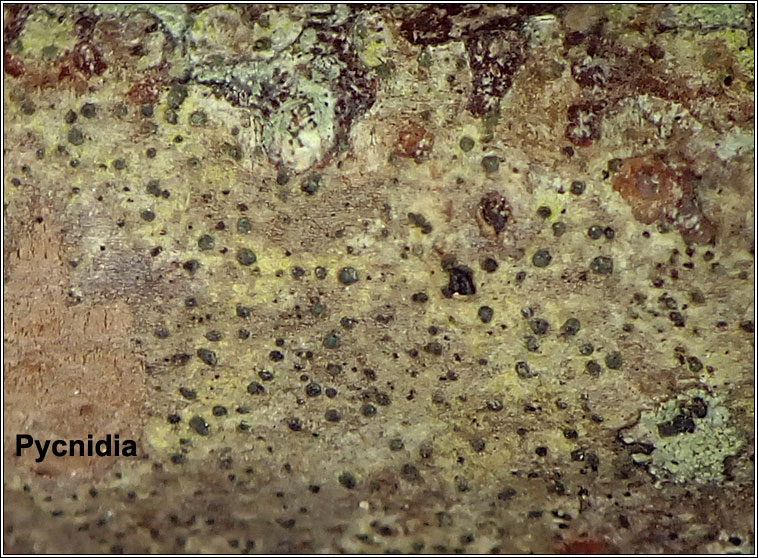 Alyxoria viridipruinosa, Opegrapha viridipruinosa