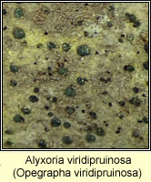 Alyxoria viridipruinosa (Opegrapha viridipruinosa)