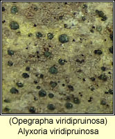 Alyxoria viridipruinosa (Opegrapha viridipruinosa)