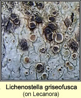 Lichenostella griseofusca on Lecanora