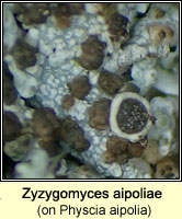 Zyzygomyces aipoliae on Physcia aipolia