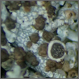 Zyzygomyces aipoliae