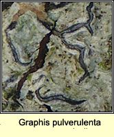 Graphis pulverulenta