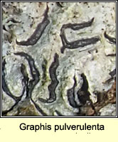 Graphis pulverulenta