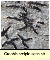 Graphis scripta sens str