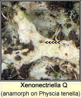 Xenonectriella Q, anamorph on Physcia tenella