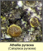 Athallia pyracea (Caloplaca pyracea)